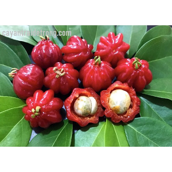Cây giống cherry khía  chuẩn giống