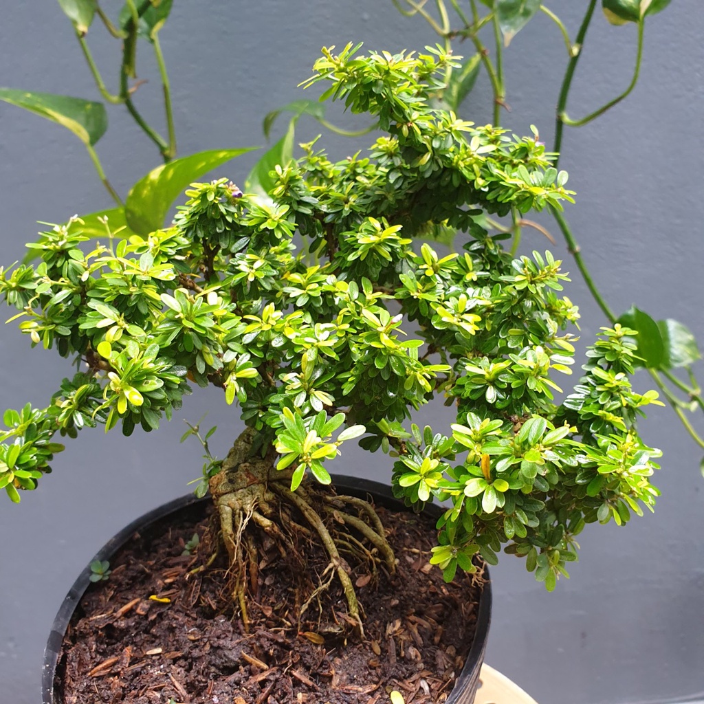Bonsai mini linh sam hạt gạo - linh sam lá rí