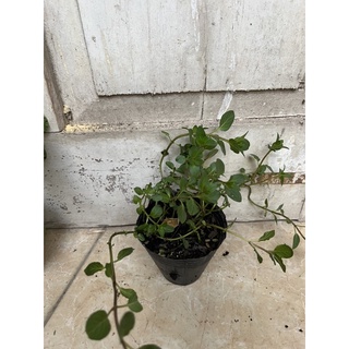 Chậu bạc hà (mint) size nhỏ các loại