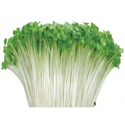 Hạt Giống Rau Mầm Củ Cải Trắng [100g]
