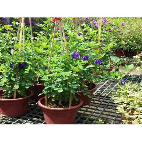 GÓI 10 HẠT GIỐNG HOA ĐẬU BIẾC 5 HẠT CÁNH KÉP 5 HẠT CÁNH ĐƠN MIX HẠT GIỐNG MỚI NẢY MẦM LEO CỰC NHANH