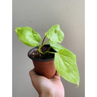 Chậu mềm Philodendron Hederaceum 'Lemon Lime (trầu bà vàng lá tim)
