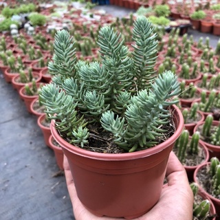 Sen sedum cỏ tuyết