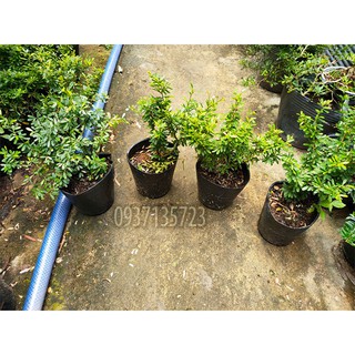 CÂY LINH SAM 86 CAO TỪ 10-15 CM