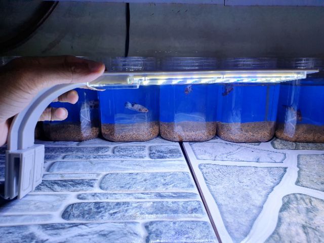 ĐÈN LED KẸP 1 BÊN HỒ CÁ TRẮNG XANH 15W CÓ ĐO NHIỆT ĐỘ DÀI 35W