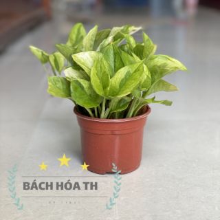 Cây trầu bà phong thủy (Như hình)