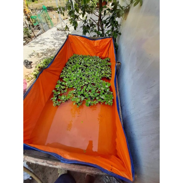 Bể bạt nuôi ốc , ếch , cá , lươn - loại 2x1x1 ( chất lượng loại 2 )
