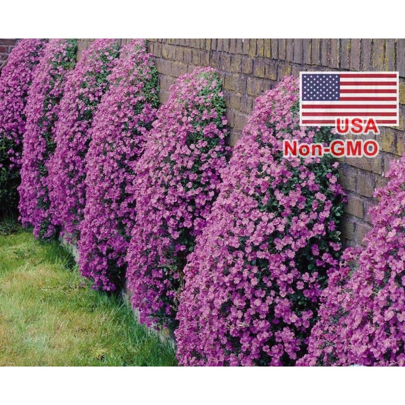 50 HẠT GIỐNG HOA LEO ĐÁ LÂU NĂM CHỊU HẠN AUBRIETA
