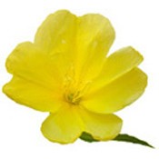 Dầu Hoa anh Thảo AROMA ZONE - ONAGRE BIO | BigBuy360 - bigbuy360.vn