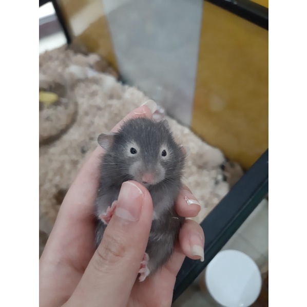 Chuột Hamster BEAR đủ màu