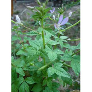 500 gam khổ qua đất mần ri phơi khô