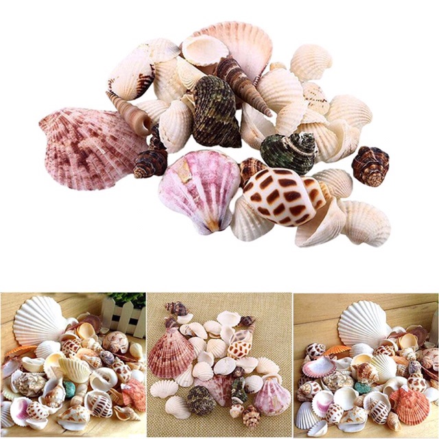 Vỏ ốc hương trang trí 100gr