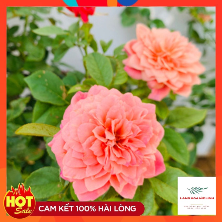 Cây Hoa hồng ngoại Miyabi Nguyên Bản [SẮC HỒNG CAM TƯƠI] Là một trong những giống hoa hồng Nhật không thể thiếu.