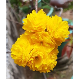 Hoa mai Cúc Tiên Ông_cây ghép chuẩn