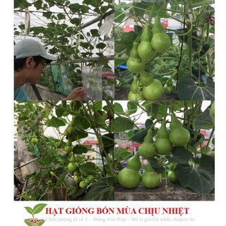 Hạt Giống Bầu Hồ Lô - Mini Siêu Kute 5 HẠT - HÀNG CÔNG TY