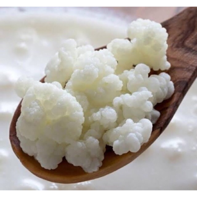 Nấm sữa Kefir-Bảo hành nếu nấm chết-Mua 6 bịch tặng rây nhựa