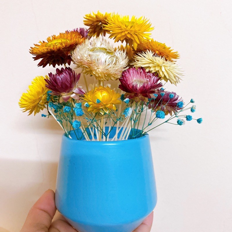 Lọ hoa cúc bất tử mix baby cực xinh (Size lớn)