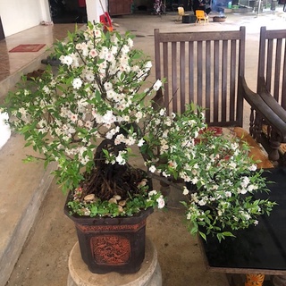 Nhất Chi Mai cây hoa cảnh đẹp, Mai Trắng