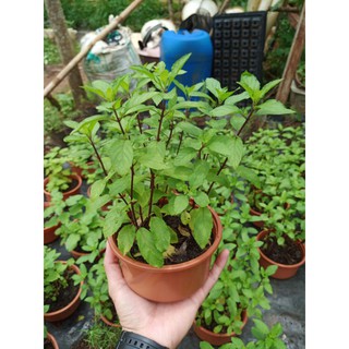Cây bạc hà Peppermint chậu lớn