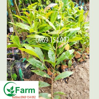 cây mai tứ quý loại bầu ươm