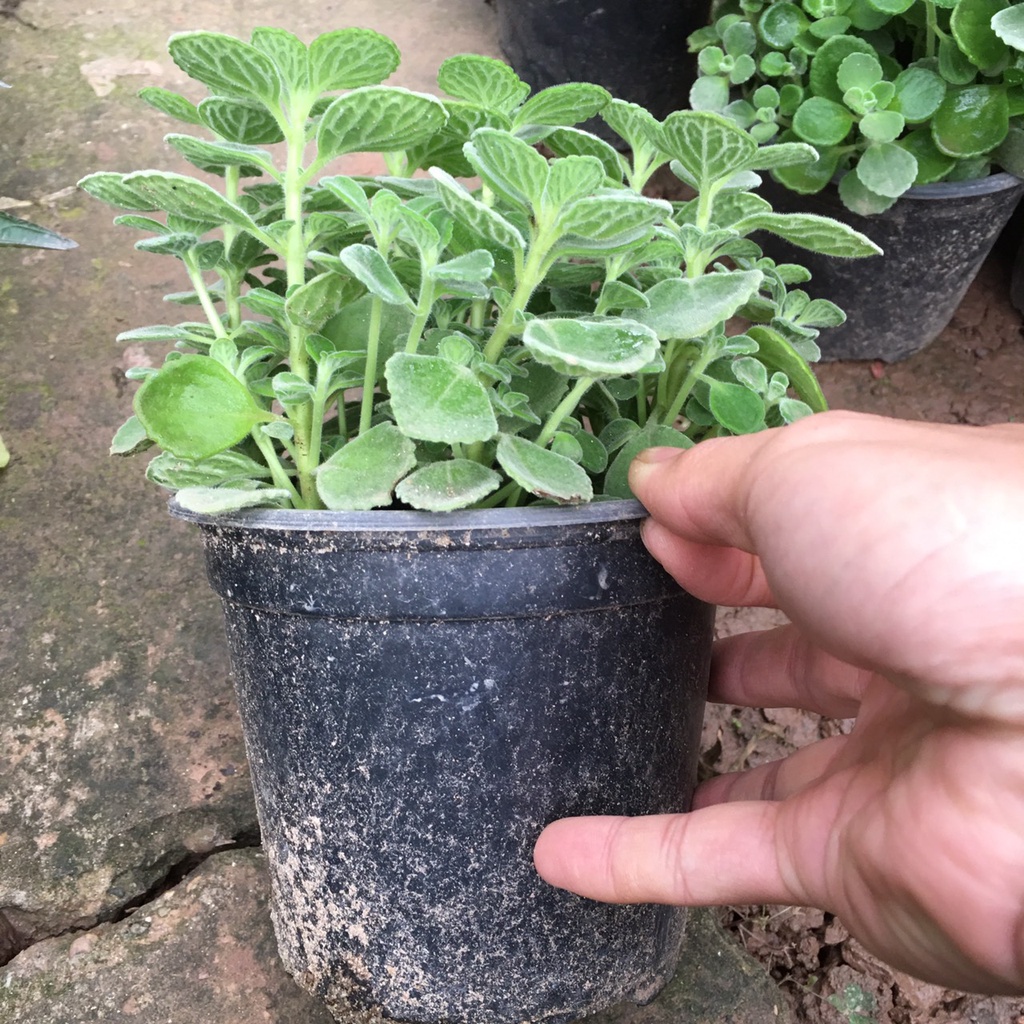 Cây Sen Thơm  Toả Hương Thơm Dễ Chịu