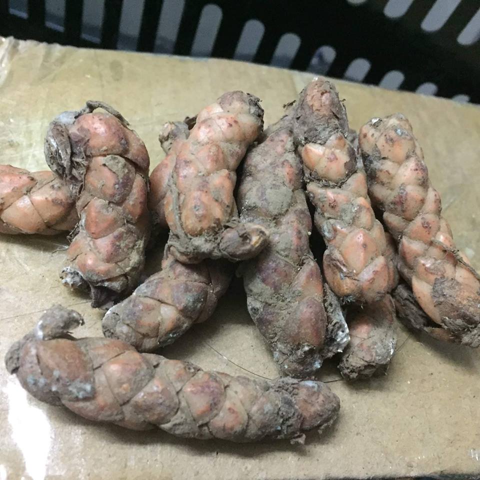 Comho 20 củ giống hoa bướm đem - tặng kèm 3 viên nén ươm củ