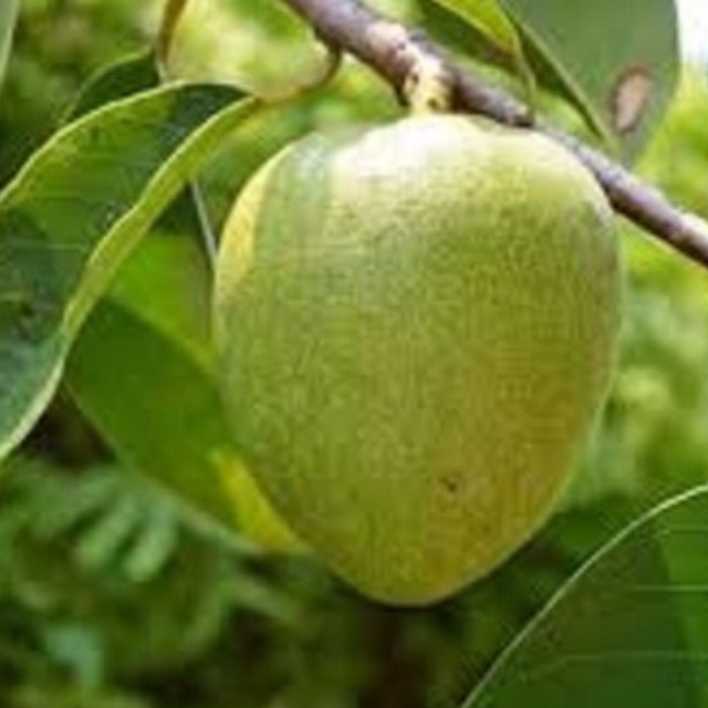 Trái bình bát tươi { quả bình bát} 1kg