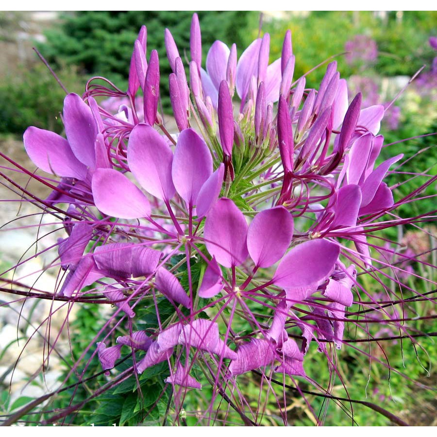 Hạt giống hoa Túy Điệp loại F1 dễ trồng tỉ lệ nảy mầm cao hoa mix màu