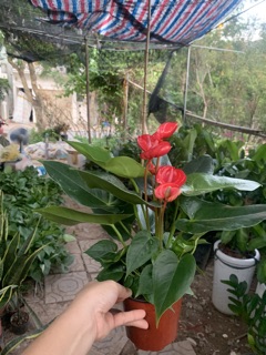 Hoa Hồng môn đỏ chậu nhựa