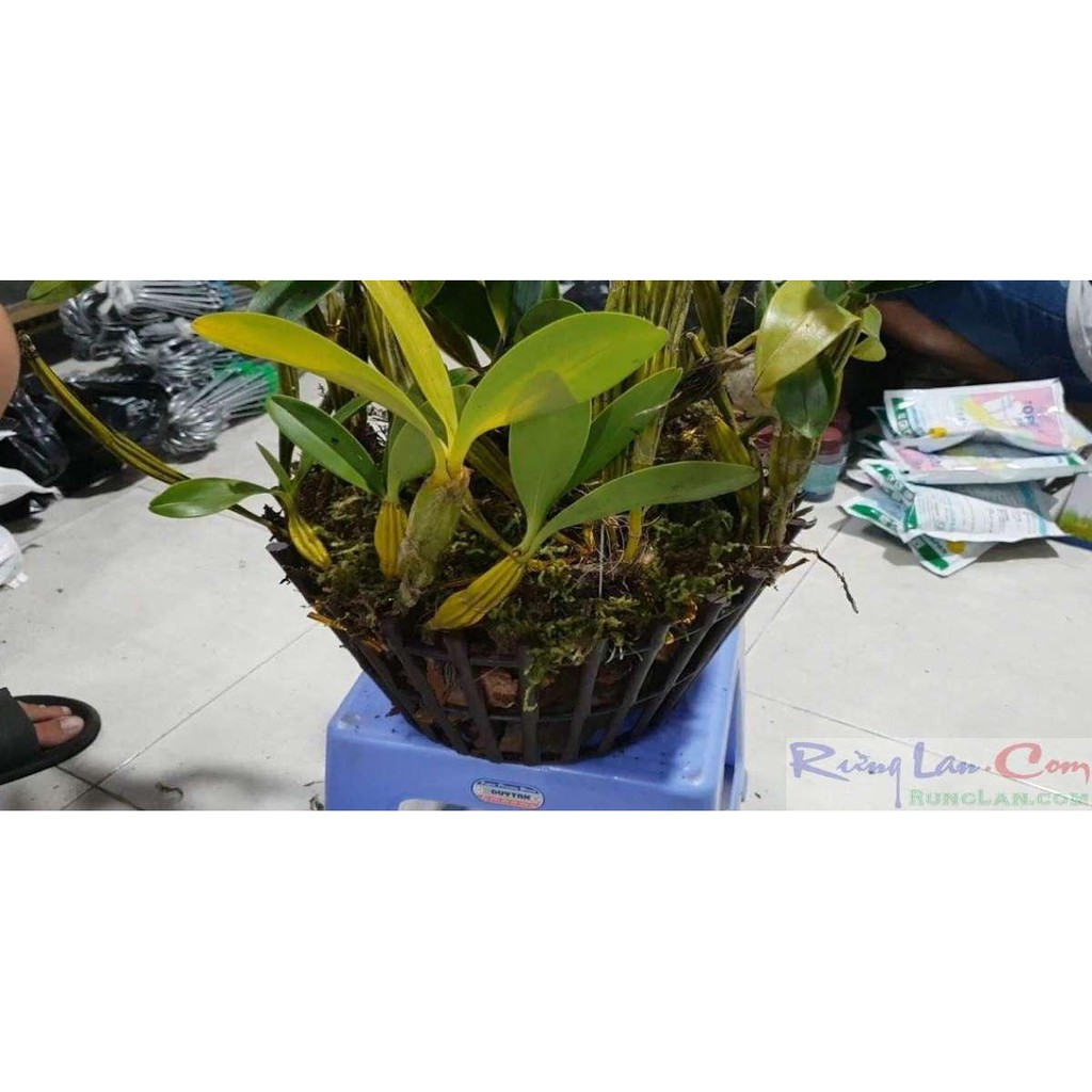 Rêu rừng trồng lan 100gr