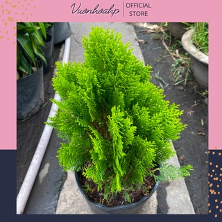 Cây trắc bách diệp giống cao 50cm, trồng bịch đen, trang trí bàn làm việc mini, lỗi 1 đổi