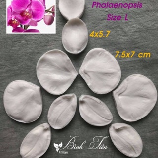 Gân lá lan hồ điệp lớn