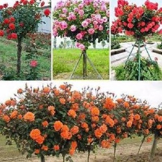 HẠT GIỐNG HỒNG THÂN GỖ MIX