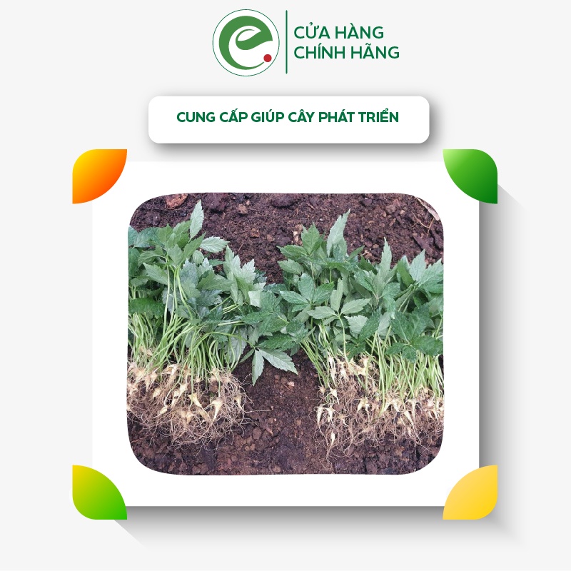 Phân bón hữu cơ ecom chuyên dùng cho sâm ngọc linh cung cấp dinh dưỡng hữu cơ qua lá cho cây sâm – At Chibozin 100ml