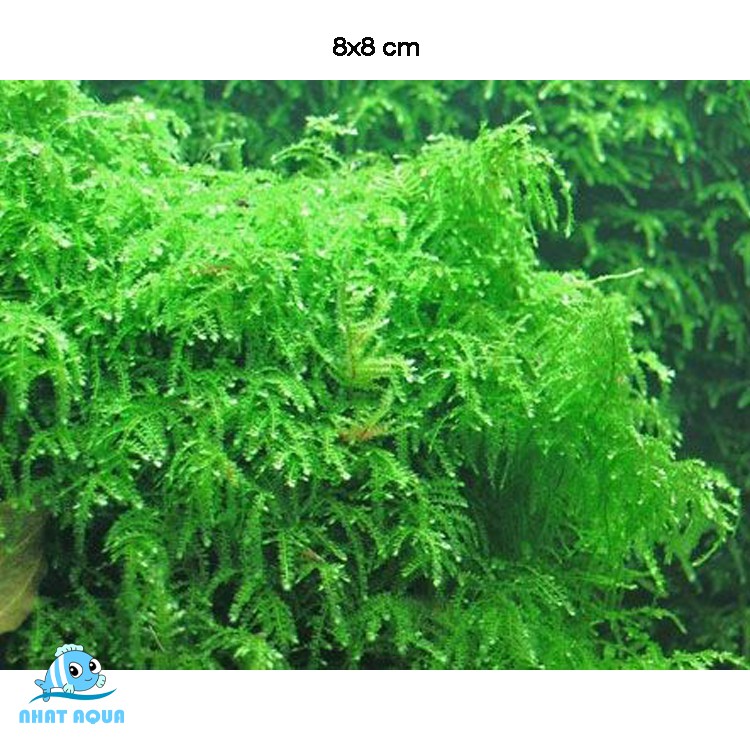 Rêu Thủy Sinh Weeping - Weeping moss