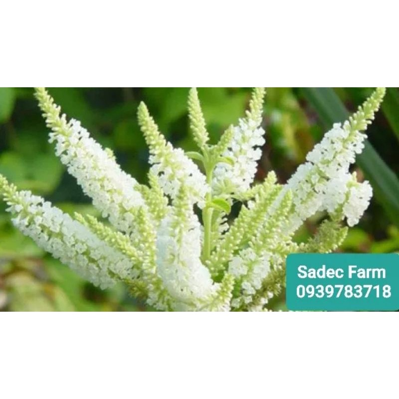 Cây giống bạch trầm hương,hoa thơm mùi trầm