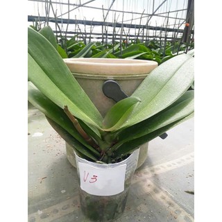 Lan hồ điệp đang ngồng