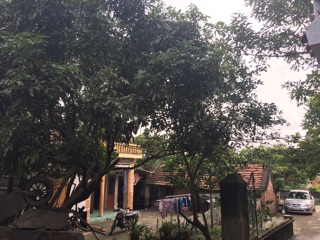 Long Nhãn Hưng Yên chuẩn sạch