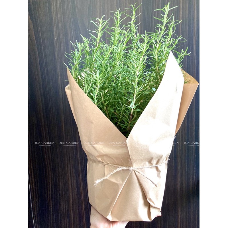 Cây Hương Thảo Rosemary gói giấy JUN GARDEN