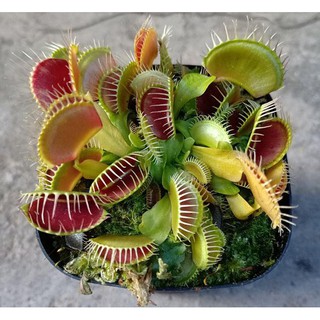 Cây bẫy mồi , bẫy kẹp , cây bắt mồi Venus Flytrap
