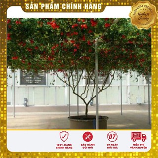 Hạt Giống Cà Chua Leo Giàn (4 hạt)