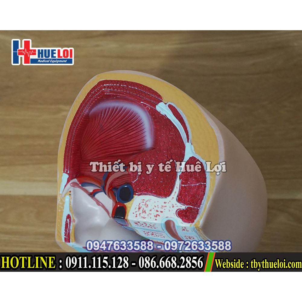 Mô hình giải phẫu bộ phận sinh dục nữ