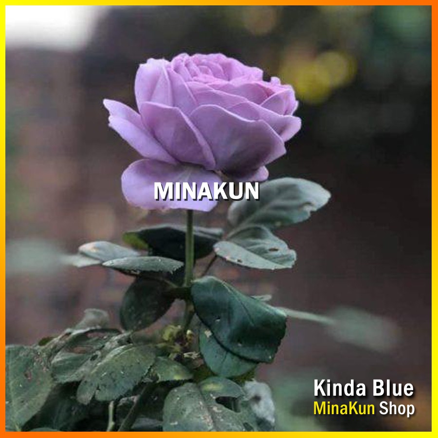 Hoa hồng ngoại tím Kinda Blue Rose - MinaKun Shop