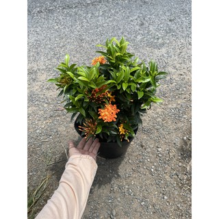 Chậu nhựa mềm Trang Thái cam