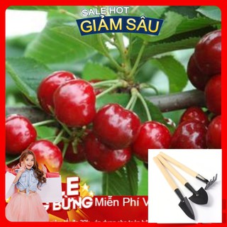 Hạt Giống Quả Anh Đào Cherry - 5 Hạt / Gói ( Hàng Loại 1 ) - Tặng Kèm Bộ Dụng Cụ Trồng Cây Mini