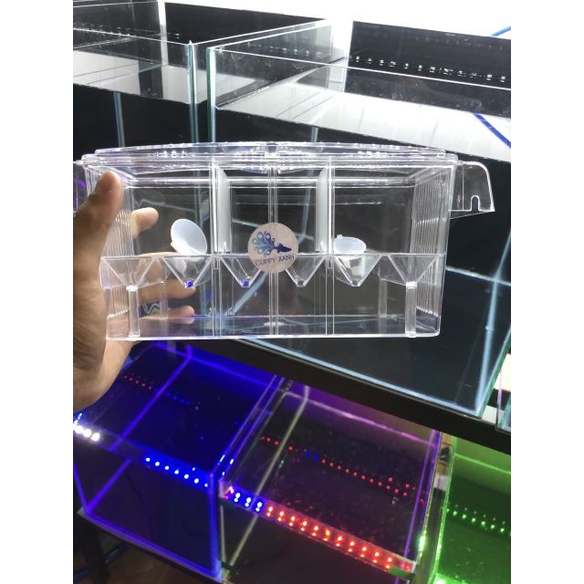 Lồng dưỡng cá, cách ly cá bố mẹ, lồng đẻ - Loại To Có 3 Ngăn - Guppy Xanh