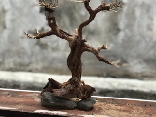Lũa bonsai cổ thủ cho bể cá thuỷ sinh KT: C32xD22
