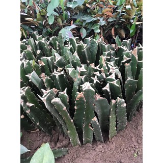 [GIỐNG CÂY F1] CÂY THANH LONG RUỘT ĐỎ
