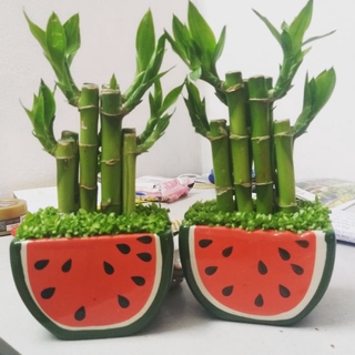 Cây cảnh mini phong thủy trang trí bàn học,bàn làm việc