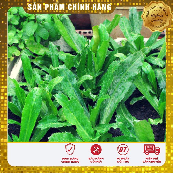 Hạt Giống Ngò Gai (Mùi tàu) 2gr [Bán Sỉ]